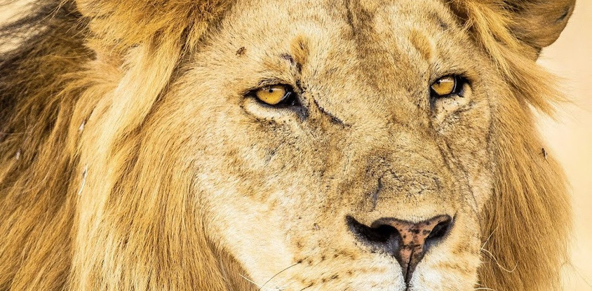 3 day mikumi luxury tented camps safari