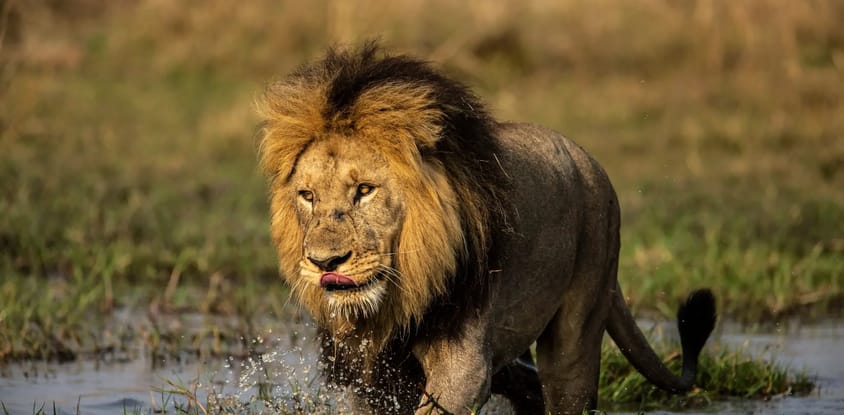 3 day queen elizabeth national park wildlife safari uganda
