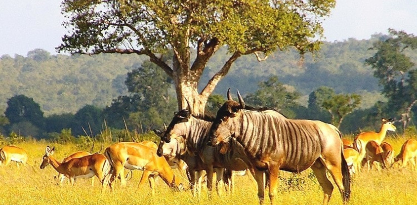 3-Day Short Budget Safari