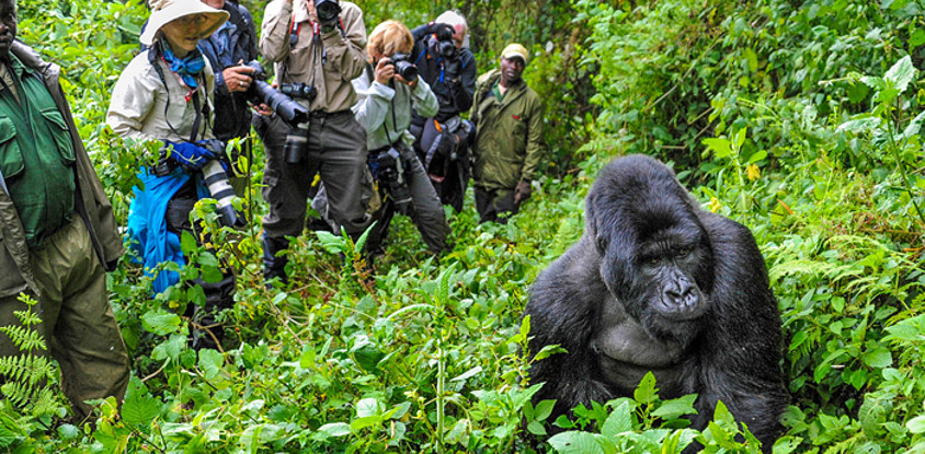 3 days 2 nights uganda gorrila safari