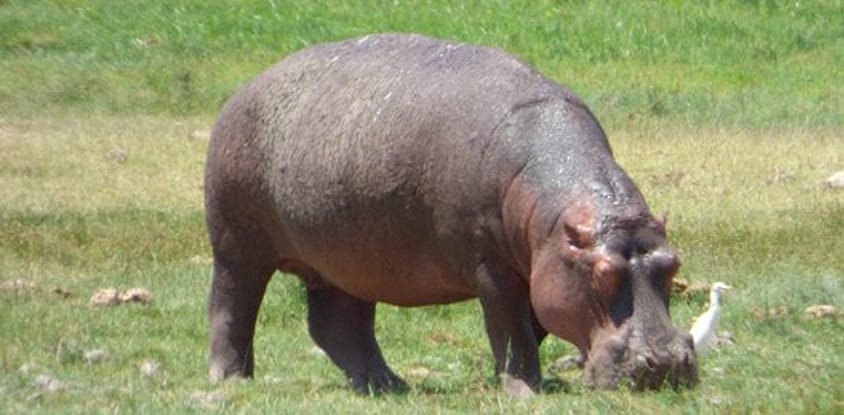 3 days amboseli safari