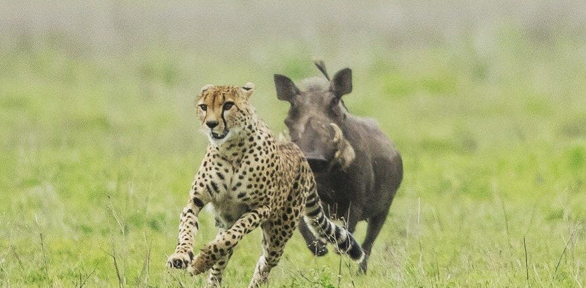 3 DAYS CAMPING SAFARI