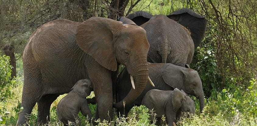 3 days high-end tanzania safari
