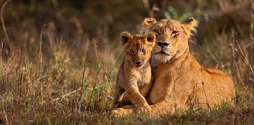 3 days maasai mara camping safari
