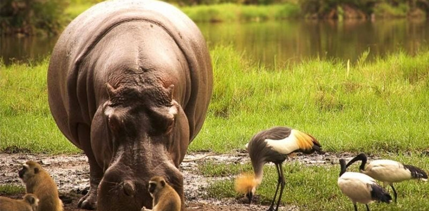 3 days maasai mara safari