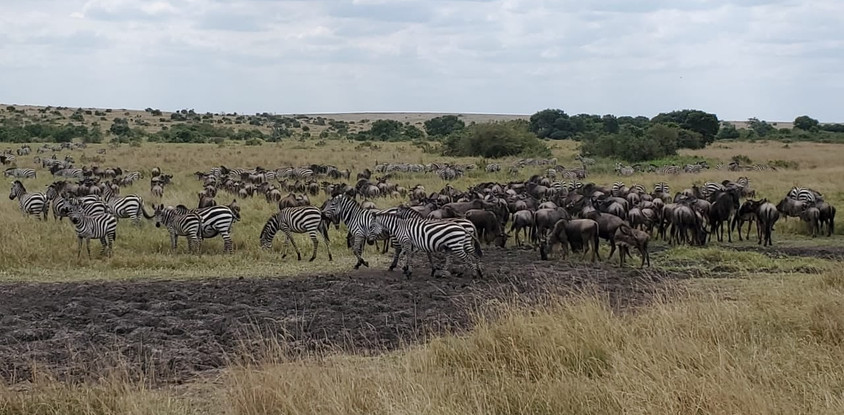 3 days masai mara safari