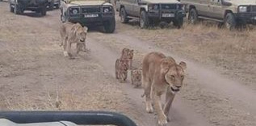  3 days safari(tarangire - ngorongoro crater - lake manyara)