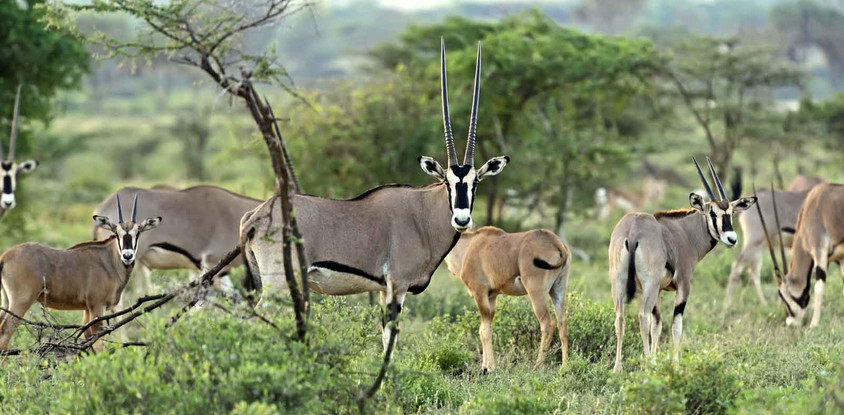 3 days samburu fly-in package