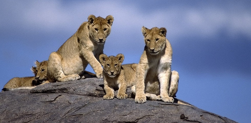 3 Days Tanzania Safari