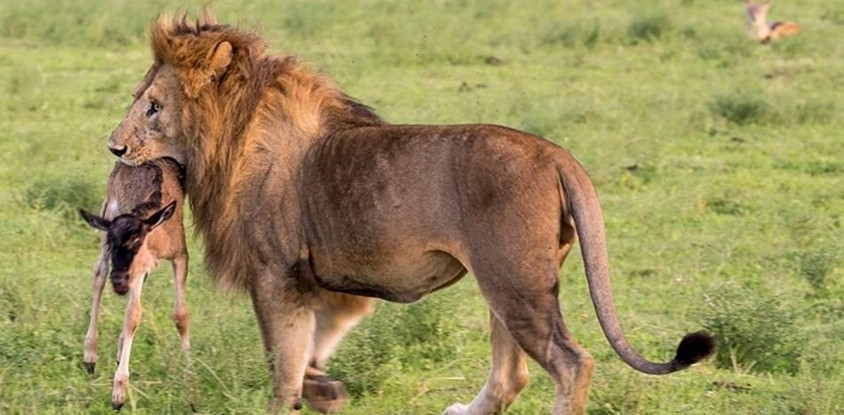 4 Days 3 Nights Masai Mara - Nakuru National Park