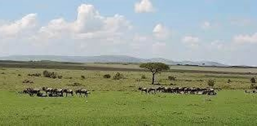4 days 3 nights safari masai mara great kenya wildebeest migration