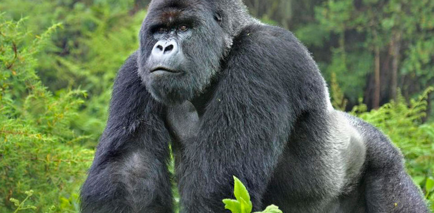 Gorilla tour in uganda