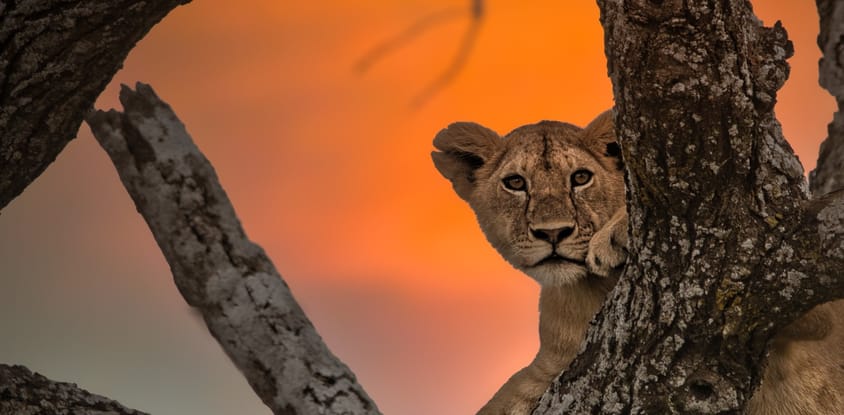 4 days high-end tanzania safari