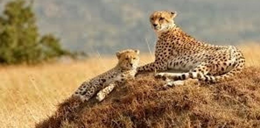 4 days maasai mara