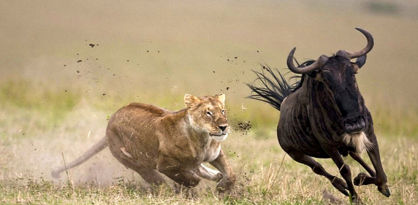 6 days masai mara wildebeest migration safari holiday