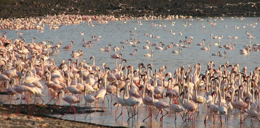 5-day comfort safari experience