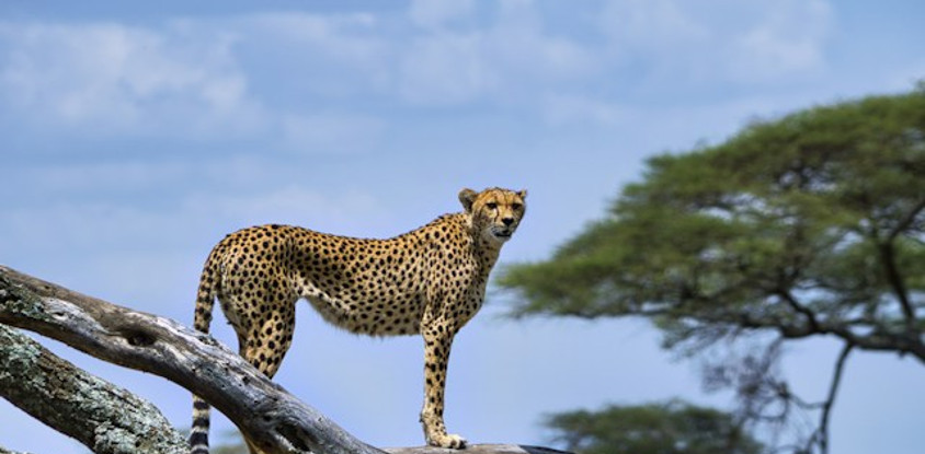 5-day tanzania camping safari