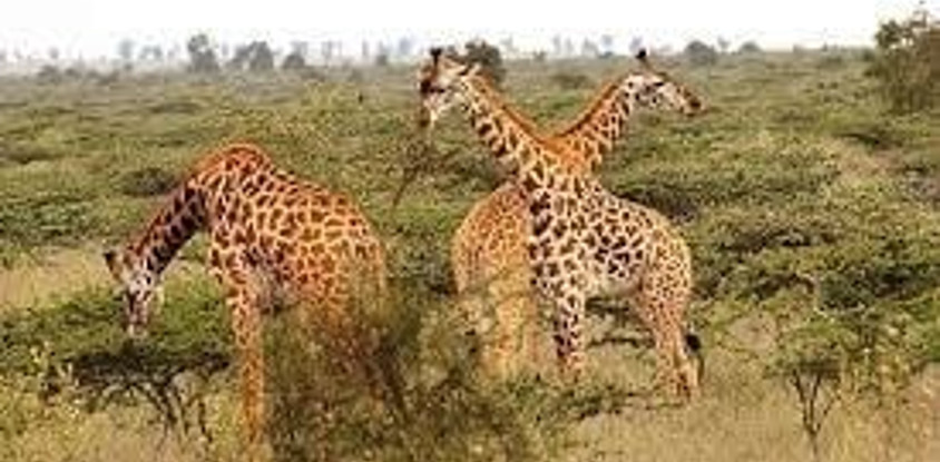 5 days 4 nights aberdares, naivasha , masai mara
