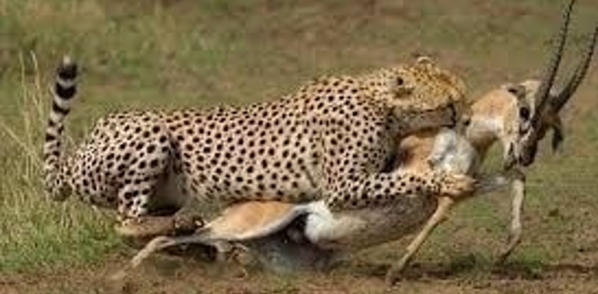 5 days - 4 nights samburu - lake nakuru and masai mara 