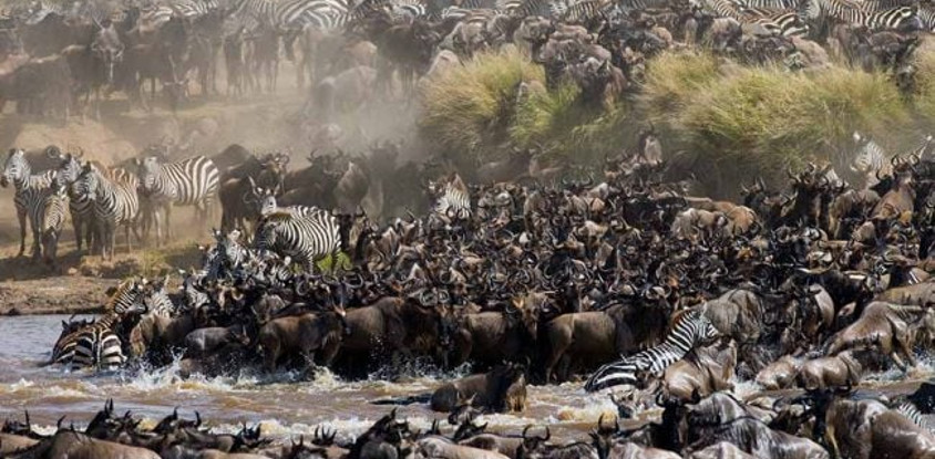 5 days 4 nights taste of loxodonta tanzania safarisisri