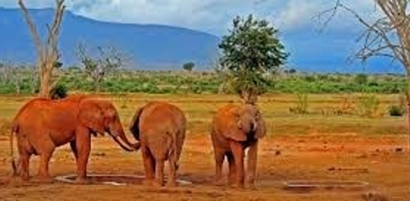 5 days amboseli tsavo west tsavo east