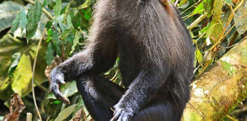 Chimpanzee, gorilla trekking and game sighting safari