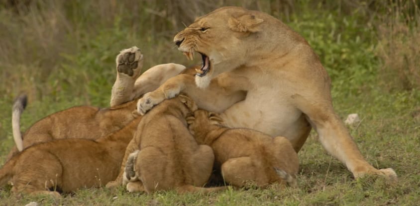5 days high-end tanzania safari