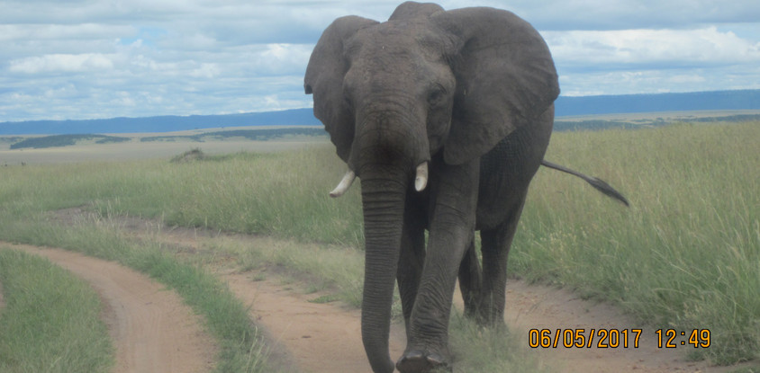 5 days masai mara/lake nakuru/lake naivasha adventure safari