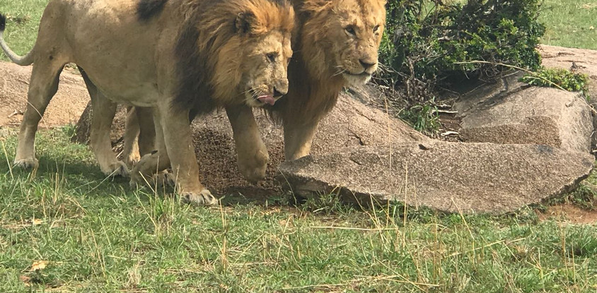 5days masai mara-lake nakuru-lake naivasha group safari