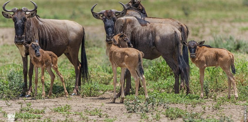 6-day tanzania budget safari, waterfalls and hot springs