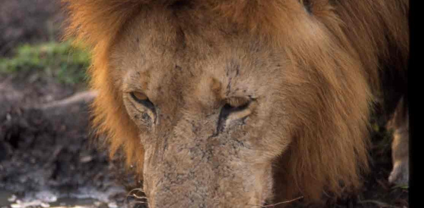 6 Days 5 Nights Amboseli Lake Nakuru And Mara