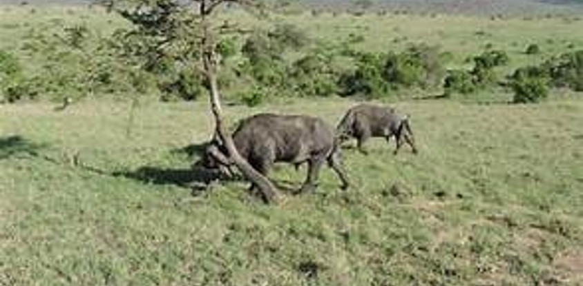 6 days 5 nights maasai mara, lake nakuru & amboseli safari (small group joining)