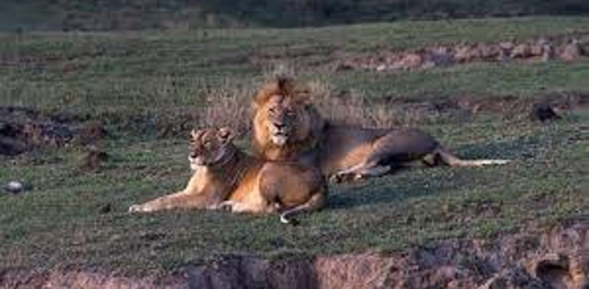 6 days 5 nights serengeti king of the jungle safari