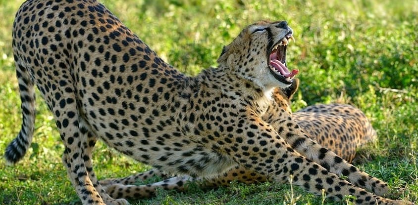 6 days high-end tanzania safari
