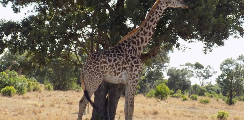 6 days kenya camping safari masai mara – lake nakuru – amboseli