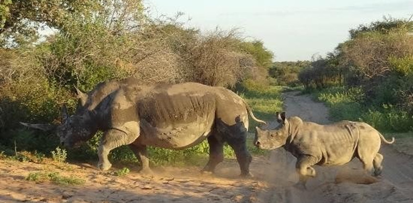 6 nights khama rhino, lekhubu, ckgr 