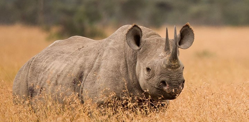 7 days / 6 nights – tanzania safari - luxury