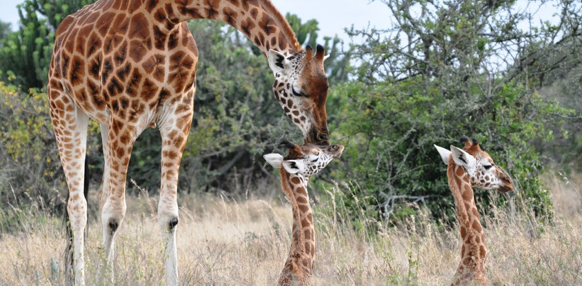  7 Days 6 nights Samburu, Lake Nakuru, Lake Naivasha & Masai Mara 