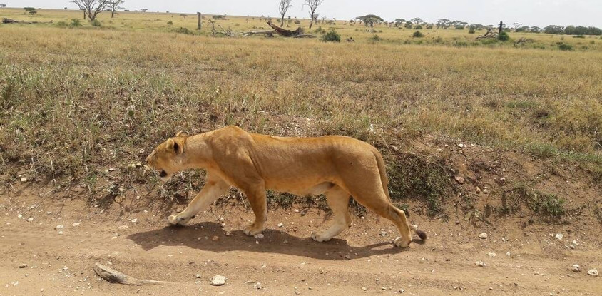 7 DAYS 6 NIGHTS TANZANIA CAMPING SAFARIS