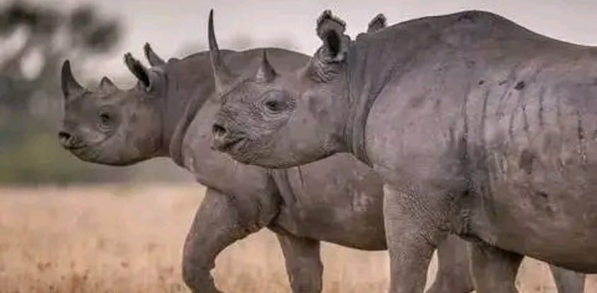 7 days best of kenya masai mara lake nakuru naivasha and amboseli safari tour