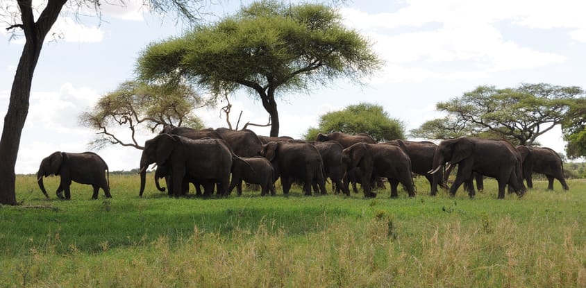 7 Days Wildebeest Migration safaris: Lake Manyara, Serengeti, Ngorongoro, and Tarangire