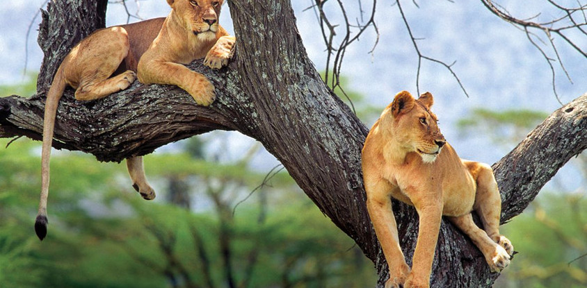 7 days – wildlife & culture - mid range