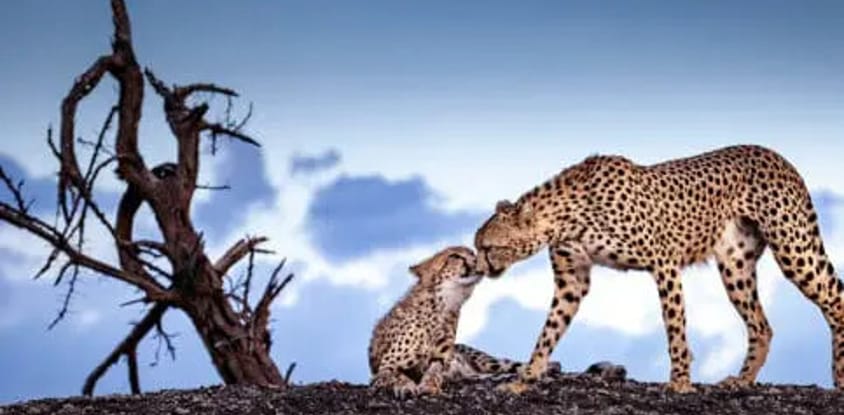 8-day explore serengeti great wildebeest migration tour