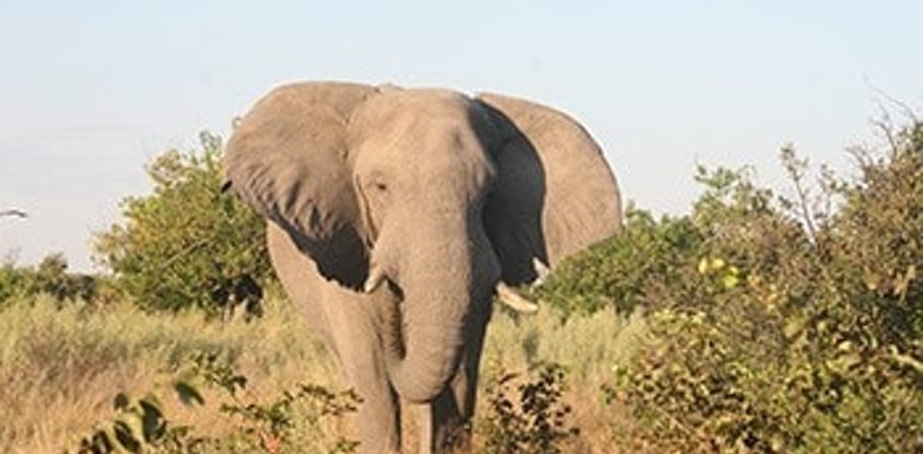 8 days overlanding safari tour in botswana 