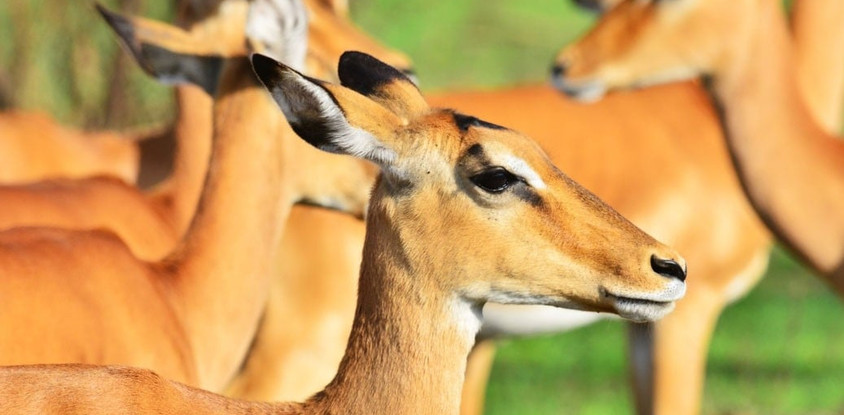 8 days uganda wildlife holiday