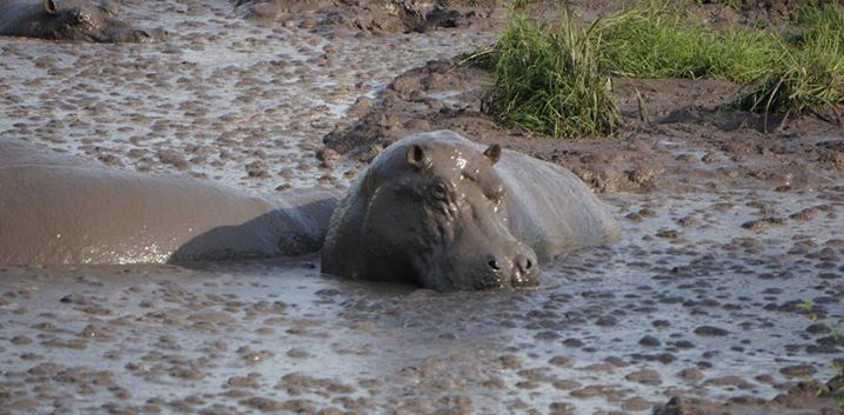 9-day uganda primates - lions & so much more
