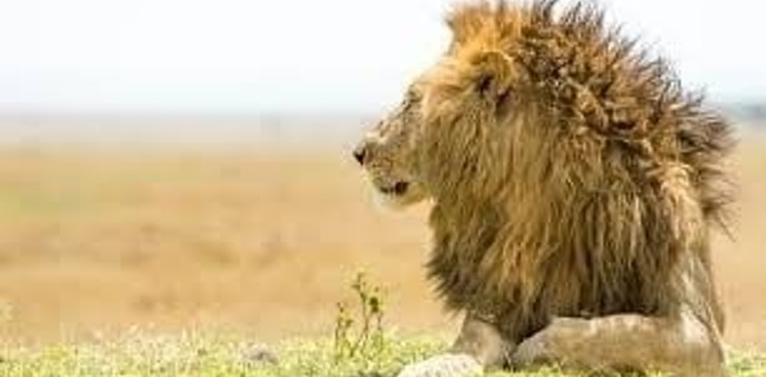 9 days 8 nights aberdare - ol pajeta - samburu - lake nakuru - lake naivasha - masai mara
