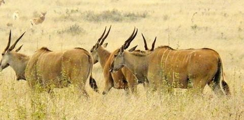 9 days magical kenya