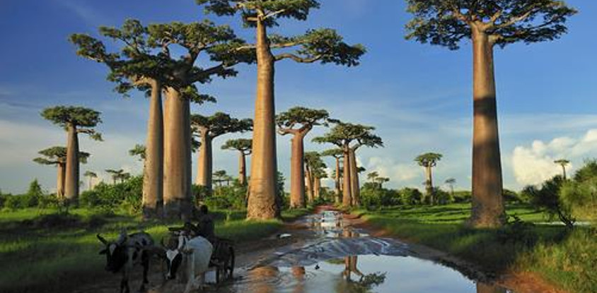 9-day budget tour to tsingy bemaraha, baobab avenue