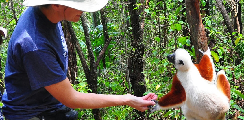 Andasibe national park